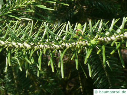 jack pine (Pinus banksiana) needles