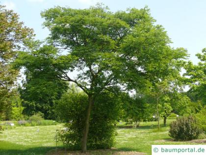 japanese cork tree (Phellodendron japonicum) tree in summer