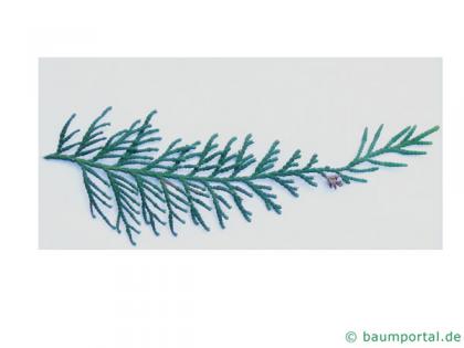 japanese thuja (Thuja standishii) needles