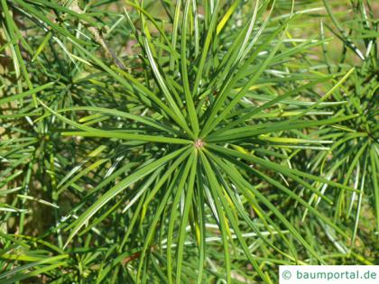 japanese ambrella pine (Sciadopitys verticillata) needles