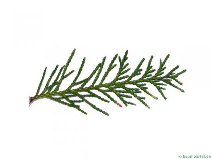 Lawson's Cypress (Chamaecyparis lawsoniana 'Glauca') needles