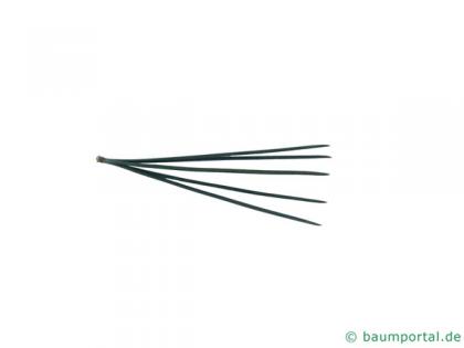 limber pine (Pinus flexilis) needles