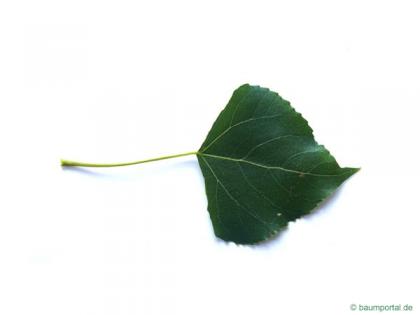lombardy poplar (Populus nigra 'Italica') leaf
