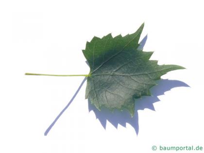 mongolian lime (Tilia mongolica) leaf