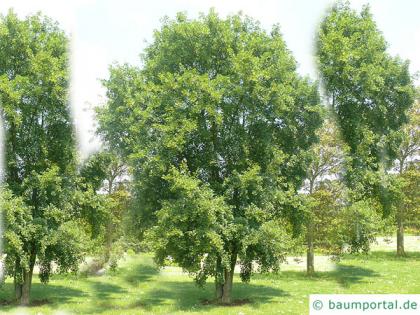 montpellier maple (Acer monspessulanum) tree in summer