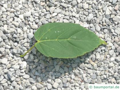 mountain maple (Acer spicatum) leaf