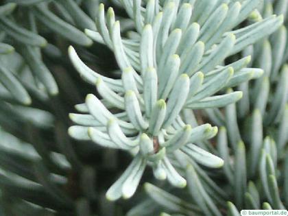 noble fir (Abies procera) needle