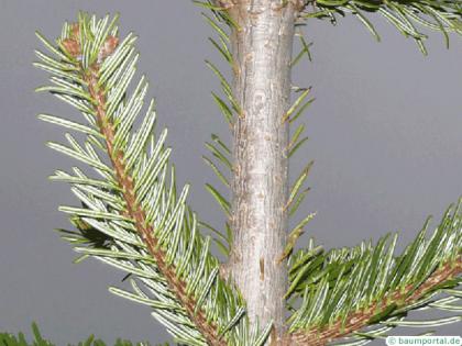 nordmann fir (Abies nordmanniana) branch