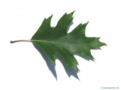 northern red oak (Quercus rubra) leaf