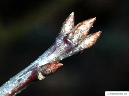 northern red oak (Quercus rubra) branch with terminal bud