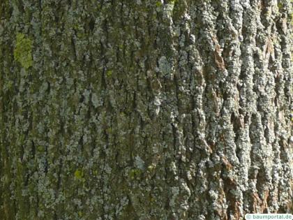 norway maple (Acer platanoides) trunk