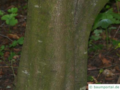 oak leaved beech (Fagus sylvatica 'Quercifolia') trunk / bark