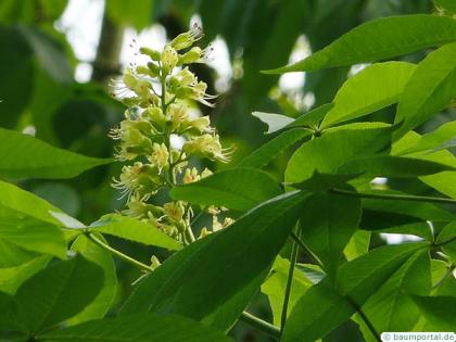ohio buckeye (Aesculus glabra) flower