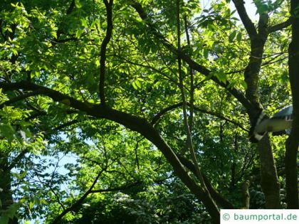 paperbark maple (Acer griseum) tree crown in summer