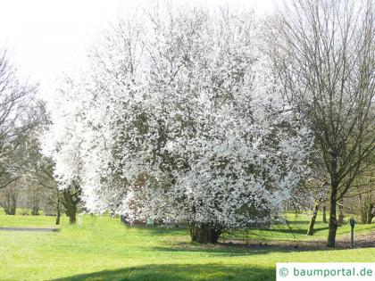 plum tree (Prunus domestica subsp. syriaca) tree in spring
