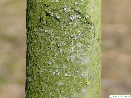 pumpkin ash (Fraxinus profunda) trunk / bark