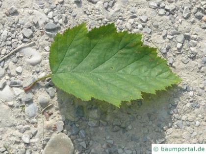 quebec hawthorn (Crataegus submollis) leaf