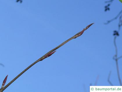 red alder (Alnus rubra) buds in winter