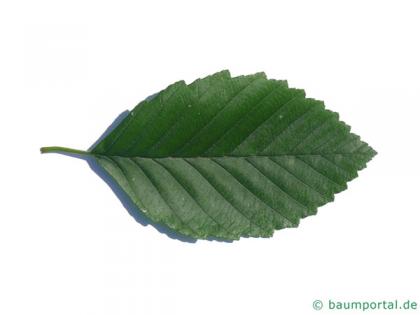 red alder (Alnus rubra) leaf