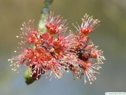 red maple (Acer rubrum) red flowers