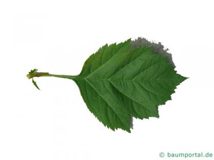 redhaw hawthorn(Crataegus sanguinea) leaf