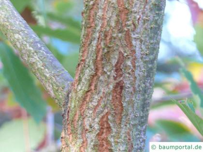 sawtooth oak (Quercus acutissima) trunk / bark