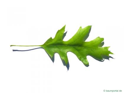 scarlet oak (Quercus coccinea) leaf