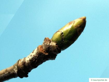 service tree (Sorbus domestica) bud