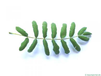service tree (Sorbus domestica) leaf