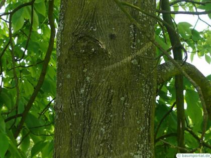 shagbark hickory (Carya ovata) trunk / bark