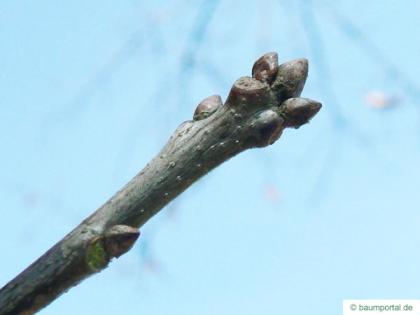 shingle oak  (Quercus imbricaria) bud
