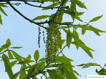 shingle oak  (Quercus imbricaria) flower