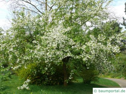 siberian crab apple (Malus baccata) flower tree in summer
