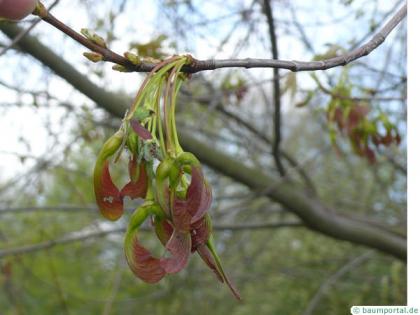 silver maple (Acer platanoides) fruit wing nut