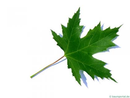 silver maple (Acer platanoides) leaf