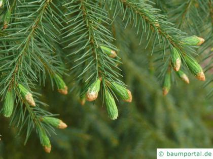 sitka spruce (Picea sitchensis) branch sitka spruce (Picea sitchensis) branch