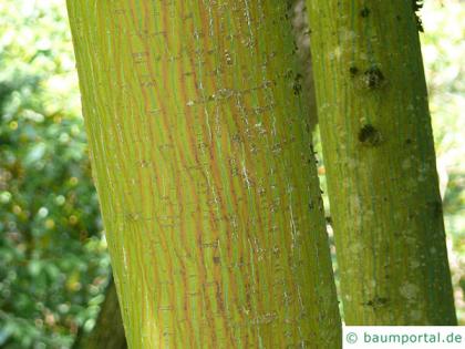 snake bark maple (Acer pectinatum subsp. laxiflorum) trunk / bark