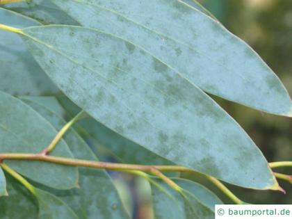 snow gum (Eucalyptus pauciflora subsp niphophila) leaf