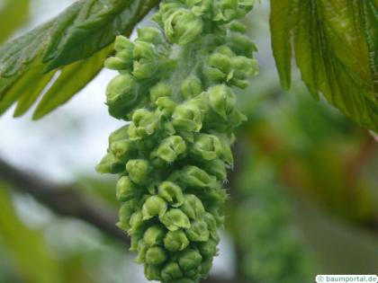 sycamore maple (Acer pseudoplatanus) flower close up