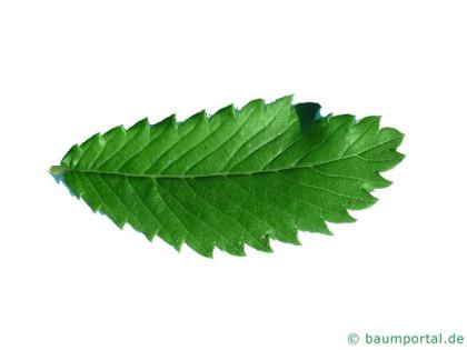 thorn-elm (Hemiptelea davidii) leaf