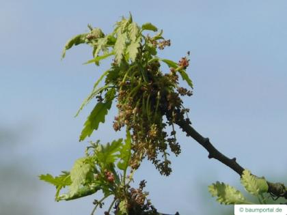 turkish oak (Quercus zerris) flowers