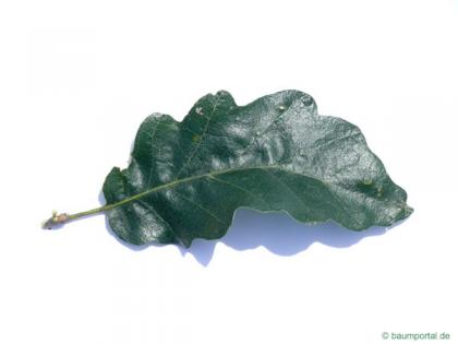 turkish oak (Quercus zerris) leaf