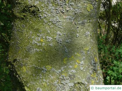 vine-leaved maple (Acer cissifolium) trunk / bark
