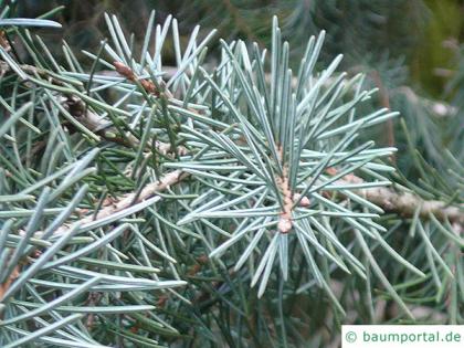 weeping spruce (Picea breweriana) needles