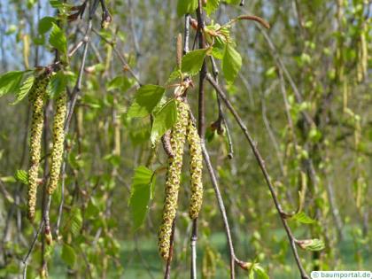 white birch (Betula pendula) flowers catkins