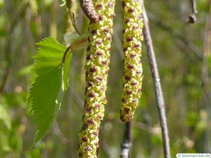 white birch (Betula pendula) fruit catkins