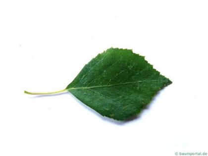 white birch (Betula pendula) leaf
