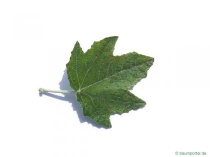 white poplar (Populus alba) leaf