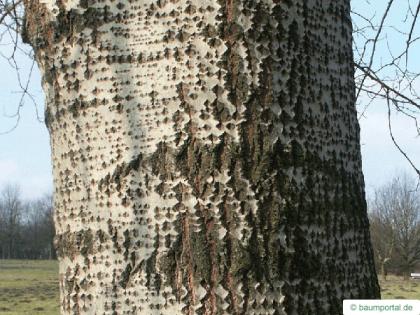 white poplar (Populus alba) twig