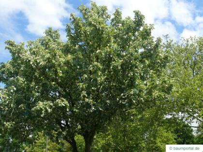 whitebeam (Sorbus aria) crown in summer